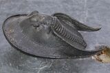 Flying Scotoharpes Trilobite - Top Quality Specimen #301935-2